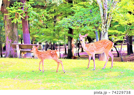 奈良公園 鹿 奈良公園 鹿 74229738
