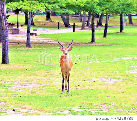 奈良公園　鹿 74229739