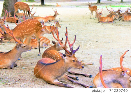 奈良公園 鹿 奈良公園 鹿 74229740