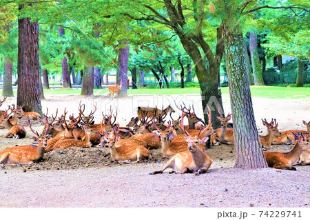 奈良公園 鹿 奈良公園 鹿 74229741