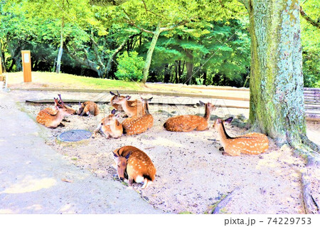 奈良公園 鹿 奈良公園 鹿 74229753