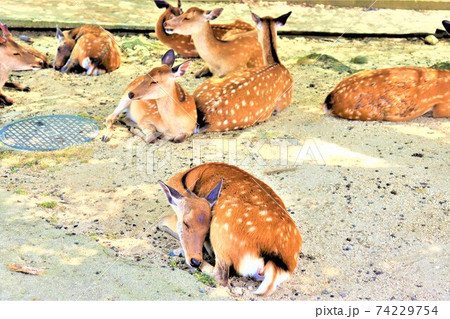 奈良公園 鹿 奈良公園 鹿 74229754