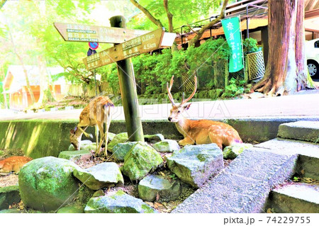 奈良公園 鹿 奈良公園 鹿 74229755