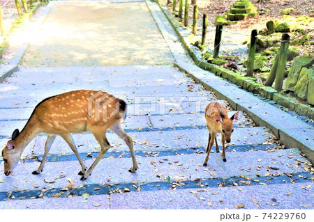 奈良公園 鹿 奈良公園 鹿 74229760