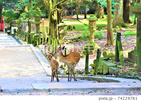 奈良公園 鹿 奈良公園 鹿 74229761