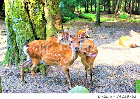 奈良公園　鹿 74229762