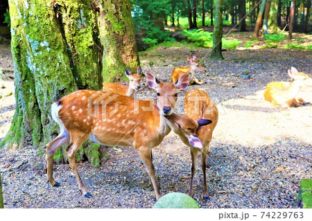 奈良公園 鹿 奈良公園 鹿 74229763