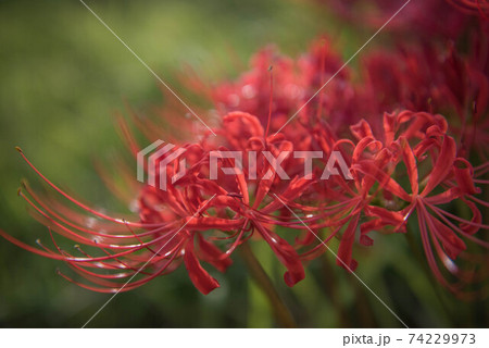 紅蓮華 彼岸の花の写真素材