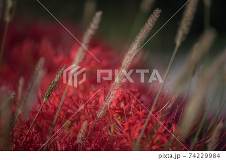 紅蓮華　彼岸の花 74229984