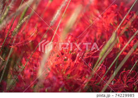 紅蓮華　彼岸の花 74229985