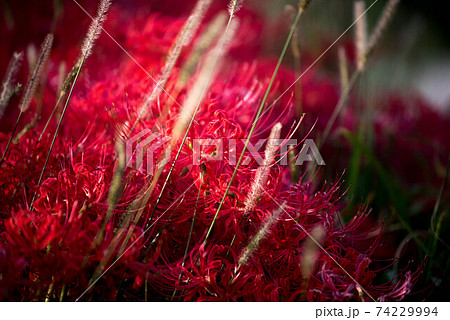 紅蓮華 彼岸の花の写真素材