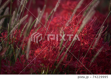 紅蓮華 彼岸の花 紅蓮華 彼岸の花 74229995