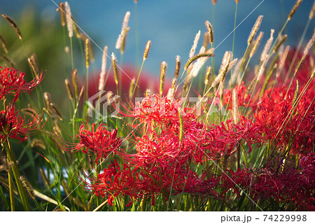 紅蓮華 彼岸の花の写真素材