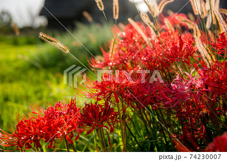 紅蓮華 彼岸の花の写真素材