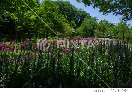 花フェスタ公園のバラ園って天国! 花フェスタ公園のバラ園って天国! 74230146