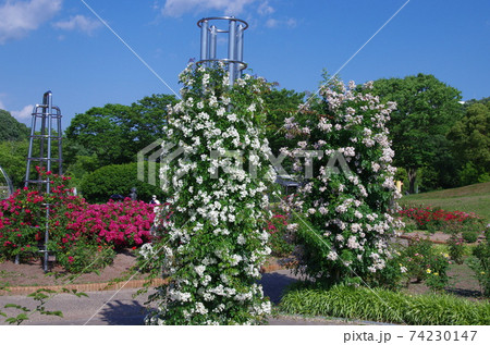 花フェスタ公園のバラ園って天国！ 74230147
