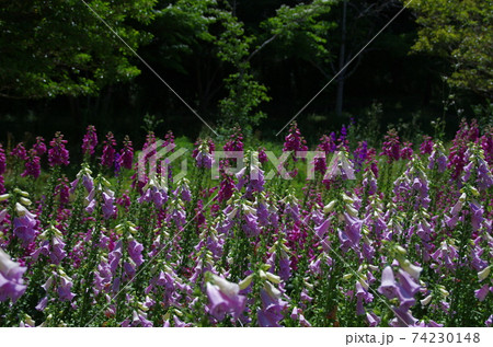花フェスタ公園のバラ園って天国！ 74230148