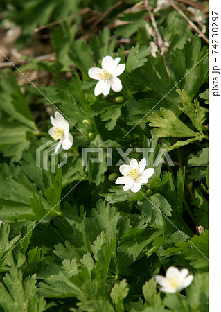 ニリンソウ 二輪草 北海道春の花の写真素材