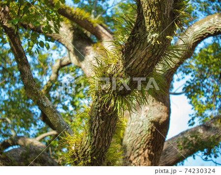 大木の木の枝に生えた草の写真素材