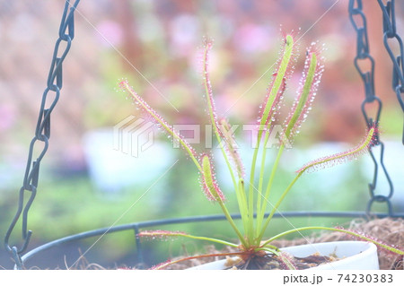 食虫植物 食虫植物 74230383
