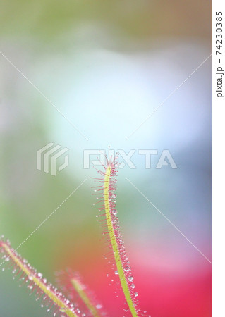 食虫植物 74230385