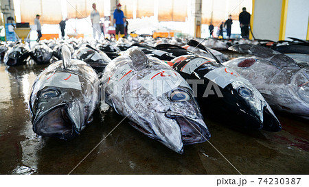 マグロの競りが行われている魚市場の写真素材