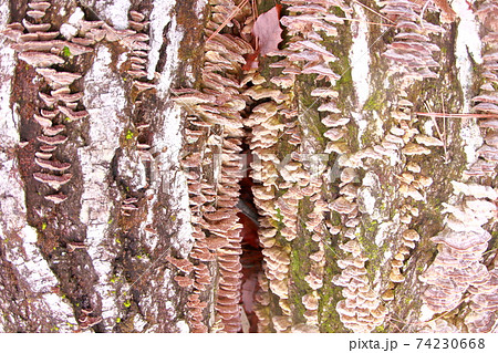 キノコの群生 74230668