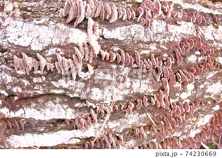 キノコの群生 74230669