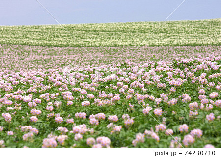 ジャガイモの花 じゃがいもの花 ジャガイモ畑 じゃがいも畑 馬鈴薯畑の写真素材
