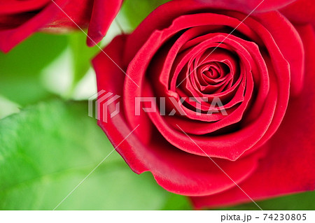 美しい薔薇の室内撮り8の写真素材
