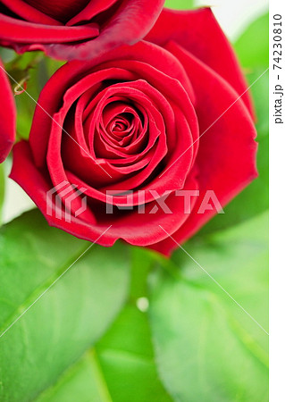 可愛い薔薇の室内写真4 可愛い薔薇の室内写真4 74230810