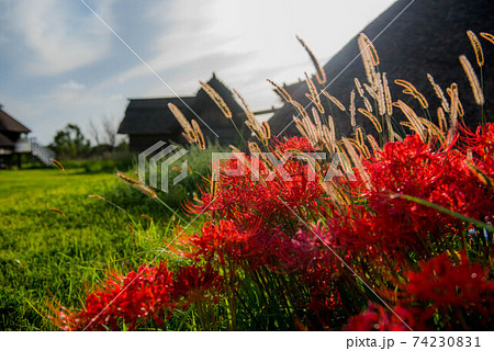 弥生の風景 吉野ヶ里 弥生の風景 吉野ヶ里 74230831