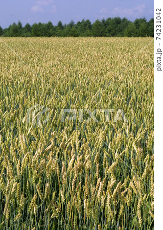 小麦畑　麦畑　小麦実り　 74231042