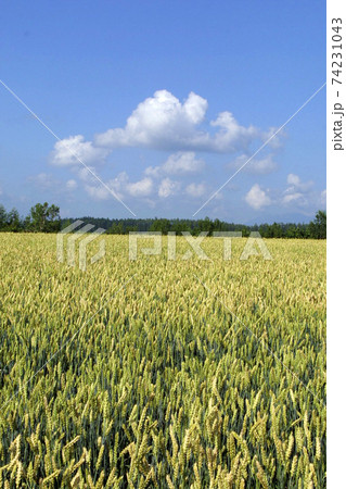 小麦畑 麦畑 小麦実り 小麦畑 麦畑 小麦実り 74231043