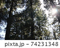 森林の日差し 74231348