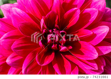 Purple dahlia flower growing in the garden Purple dahlia flower growing in the garden 74231661