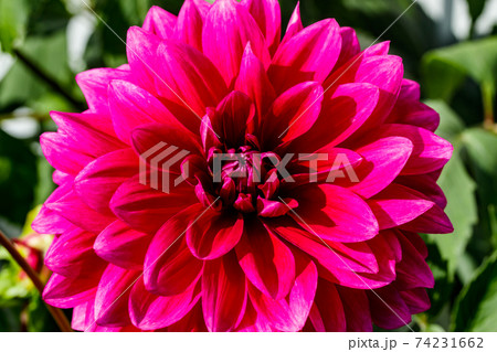 Purple dahlia flower growing in the garden Purple dahlia flower growing in the garden 74231662