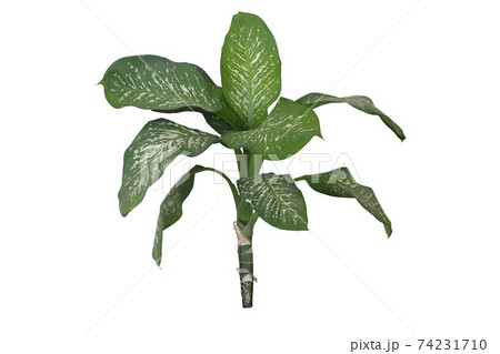dumb canes plant dumb canes plant 74231710