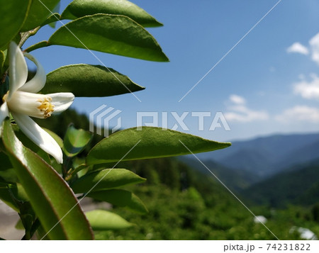 初夏の四国山地の徳島県神山町で開花を迎えたすだちの花 5月 の写真素材