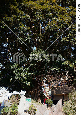 松戸 赤城神社そばのスダジイ 松戸 赤城神社そばのスダジイ 74232340