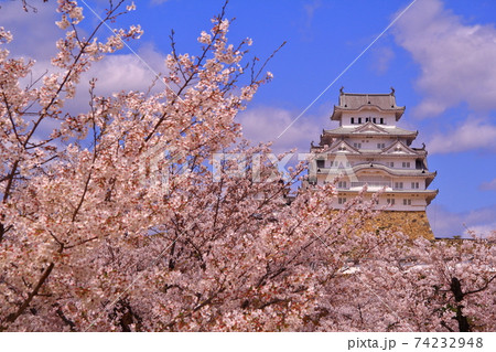 姫路城(兵庫県 姫路市)に咲く桜の花 姫路城(兵庫県 姫路市)に咲く桜の花 74232948