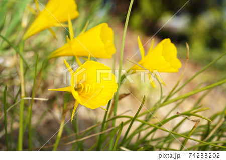 バルビコジウム 74233202