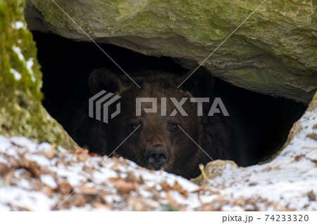 The brown bear (Ursus arctos) looks out of its den in the woods under a large rock 74233320