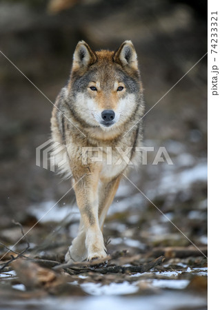 Close up wolf in winter forest background 74233321