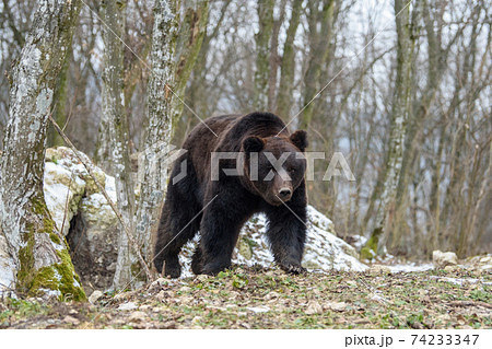 Wild adult Brown Bear (Ursus Arctos) in the winter forest 74233347