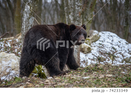 Wild adult Brown Bear (Ursus Arctos) in the winter forest 74233349