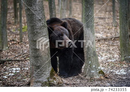 Wild adult Brown Bear (Ursus Arctos) in the winter forest 74233355