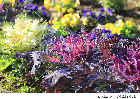 きれいなハボタン     きれいなハボタン     74233429