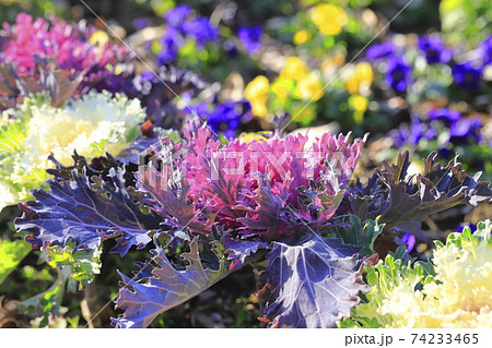 きれいなハボタン きれいなハボタン 74233465