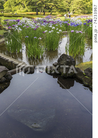 菖蒲 菖蒲田 和風 花菖蒲 爽やか ショウブ 皇居 菖蒲 菖蒲田 和風 花菖蒲 爽やか ショウブ 皇居 74233967
